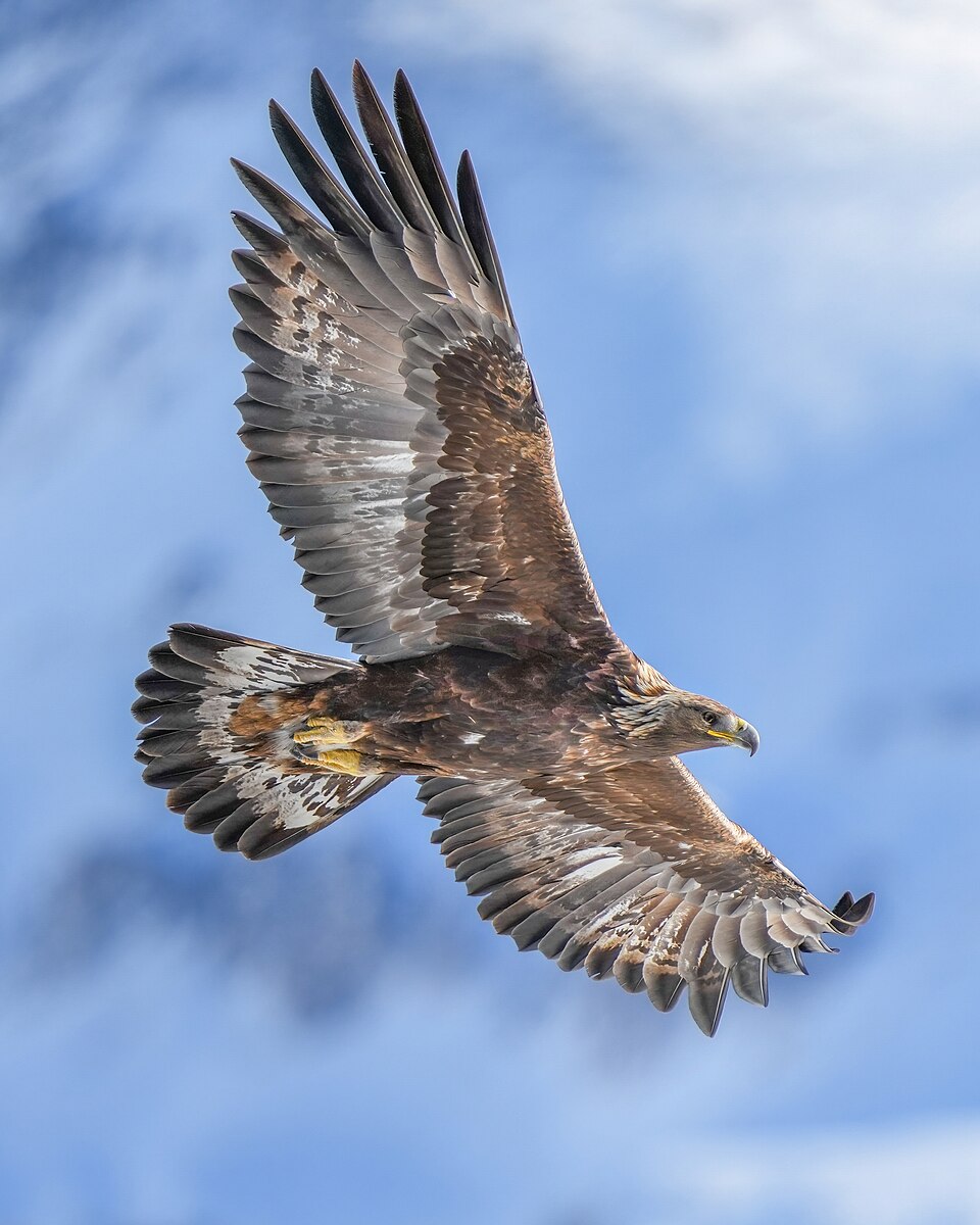 Bild eines Steinadlers